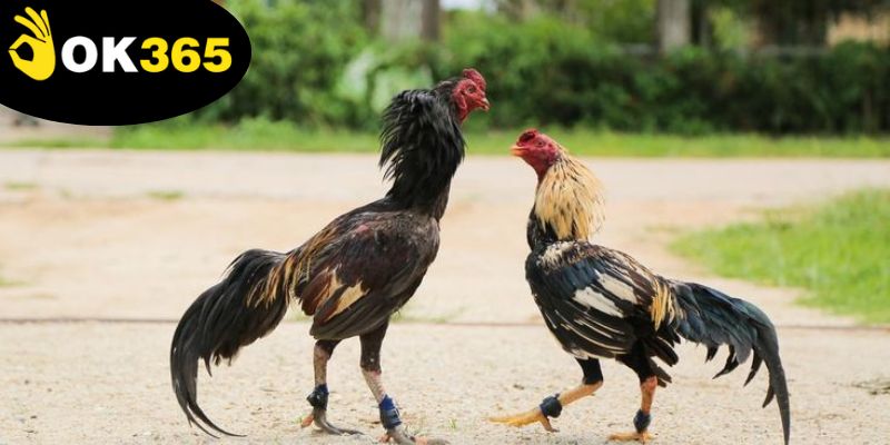 Đá Gà Ok365 - Nơi Hội Tụ Đam Mê Và Cơ Hội Chiến Thắng 4 da-ga-ok365,-meo-cao-thu-giup-chien-thang-hieu-qua