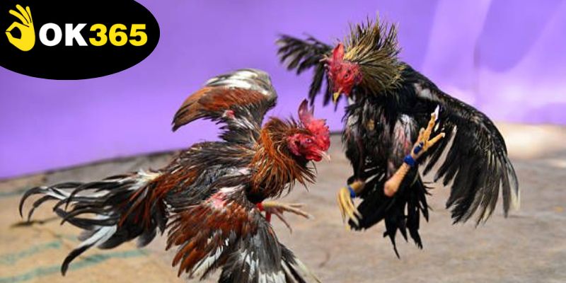 Mẹo Đá Gà Thắng Lớn - Khám Phá Nghệ Thuật Chơi Hiệu Quả 1 meo-da-ga-thang-lon